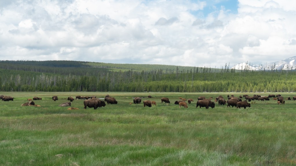 Where To See Buffalo In Yellowstone Park